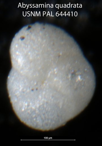 Abyssamina quadrata Schnitker & Tjalsma, 1980