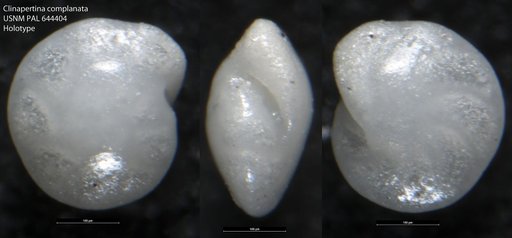 Clinapertina complanata Tjalsma & Lohmann, 1983
