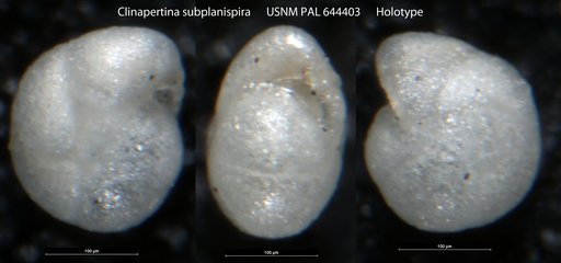 Clinapertina subplanispira Tjalsma & Lohmann, 1983