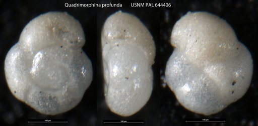 Quadrimorphina profunda Schnitker & Tjalsma, 1980
