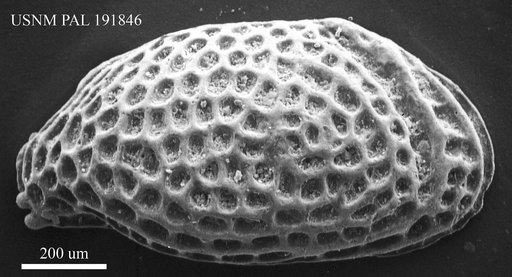 Genus indet. sp. indet.
