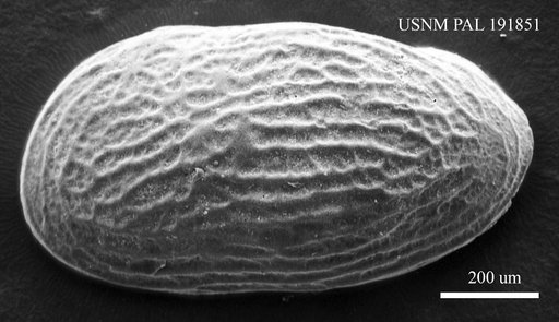 Genus indet. sp. indet.