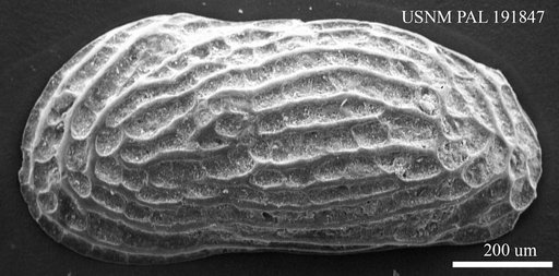 Genus indet. sp. indet.