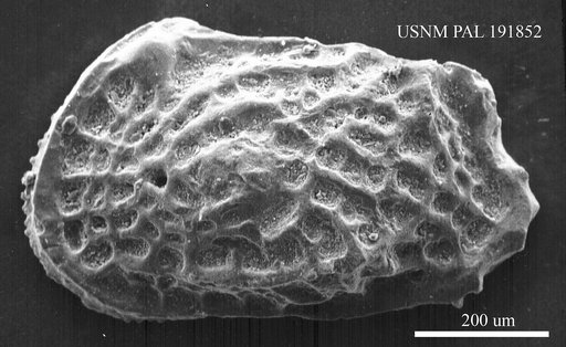 Genus indet. sp. indet.