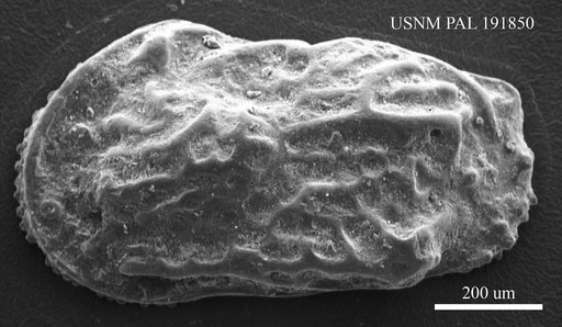 Genus indet. sp. indet.