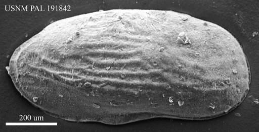 Genus indet. sp. indet.