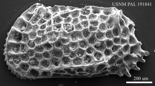 Genus indet. sp. indet.