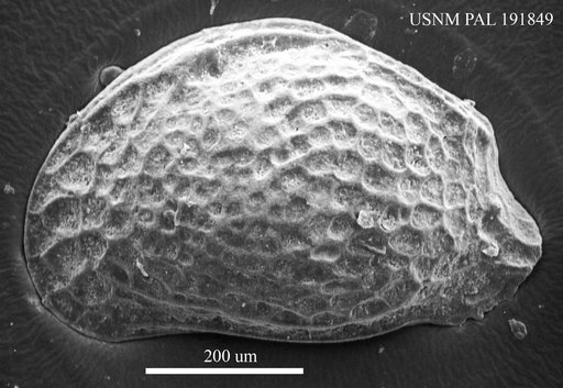 Genus indet. sp. indet.