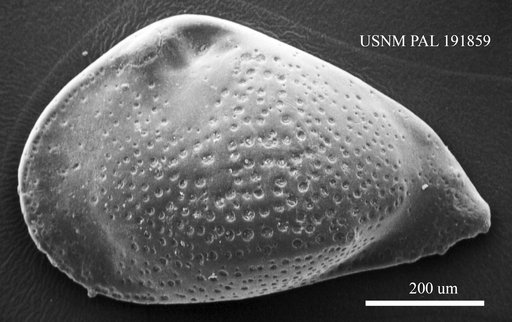 Genus indet. sp. indet.