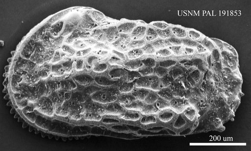 Genus indet. sp. indet.