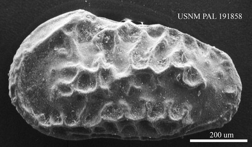 Genus indet. sp. indet.