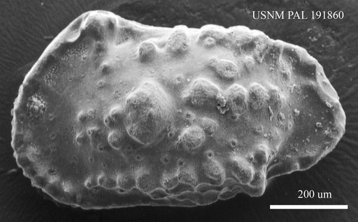 Genus indet. sp. indet.