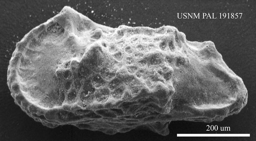 Genus indet. sp. indet.