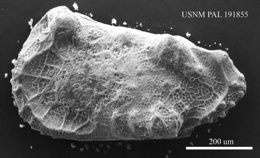 Genus indet. sp. indet.