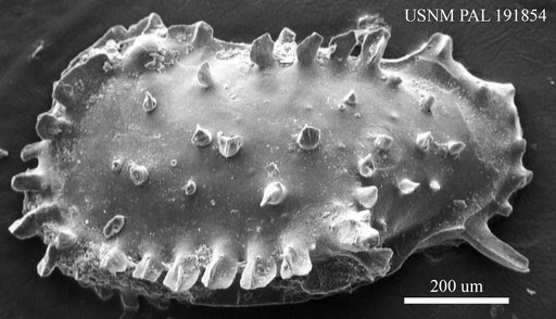 Genus indet. sp. indet.