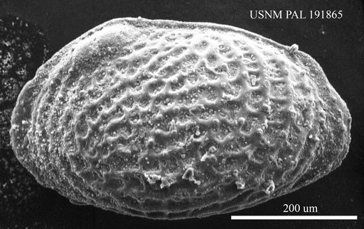 Genus indet. sp. indet.