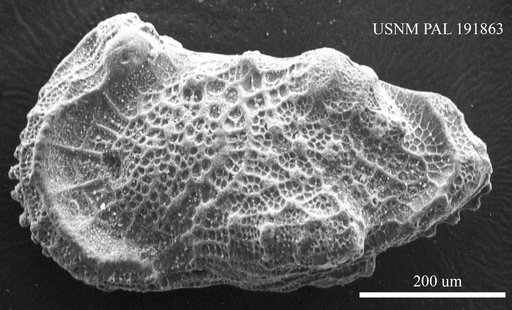 Genus indet. sp. indet.