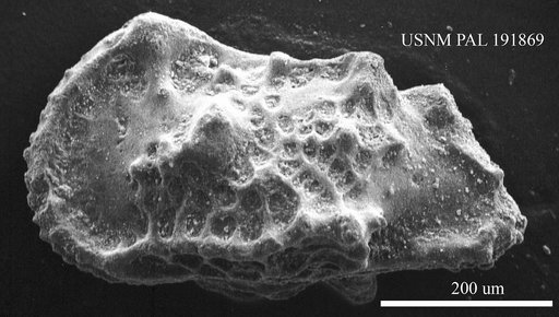 Genus indet. sp. indet.