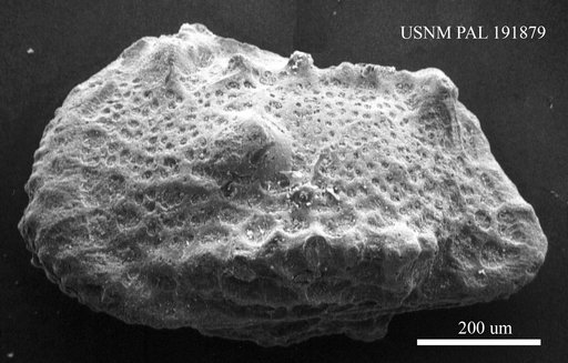 Genus indet. sp. indet.