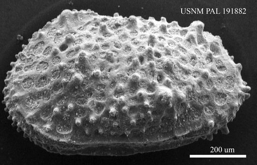 Genus indet. sp. indet.