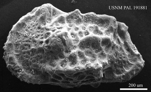Genus indet. sp. indet.