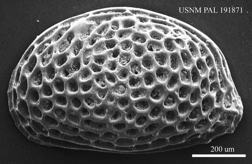 Genus indet. sp. indet.