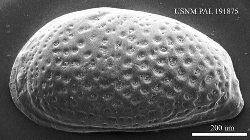 Genus indet. sp. indet.