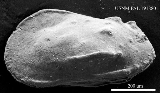 Phacorhabdotus sp