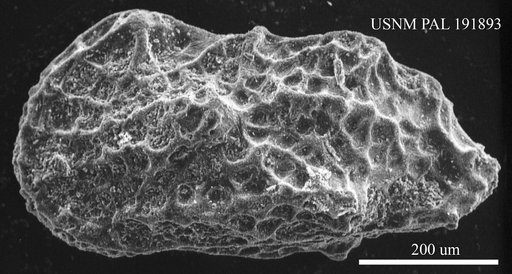 Genus indet. sp. indet.