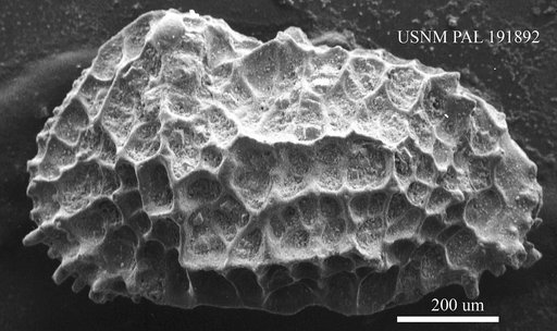 Genus indet. sp. indet.