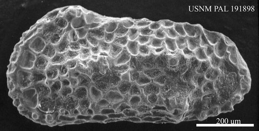 Genus indet. sp. indet.