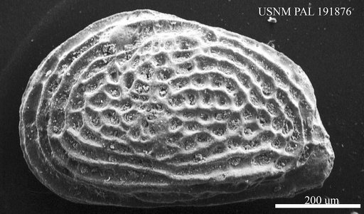 Genus indet. sp. indet.