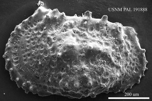 Genus indet. sp. indet.
