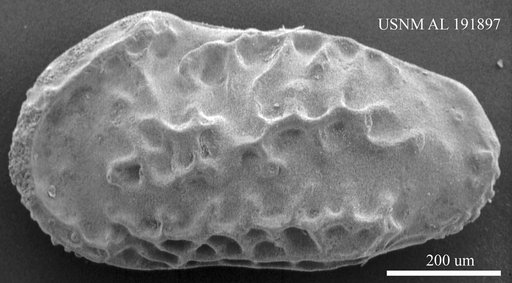 Genus indet. sp. indet.