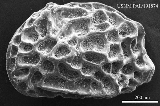 Genus indet. sp. indet.