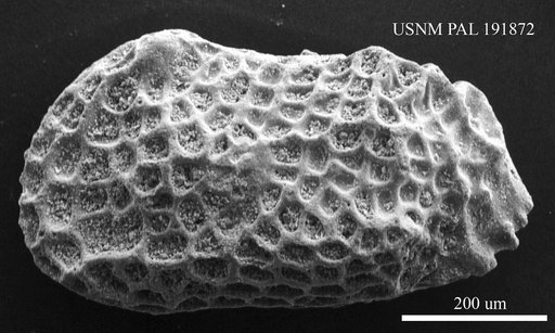 Genus indet. sp. indet.