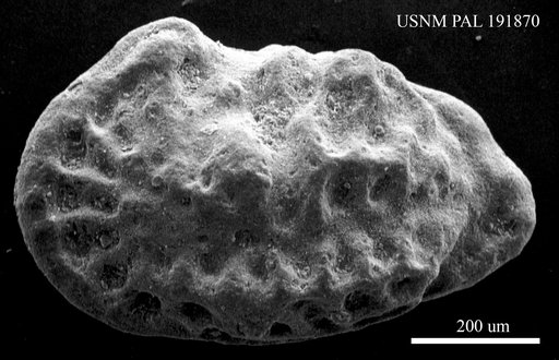 Genus indet. sp. indet.