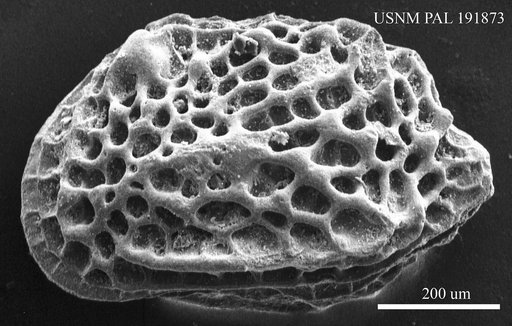 Genus indet. sp. indet.