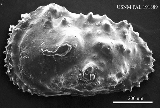 Genus indet. sp. indet.