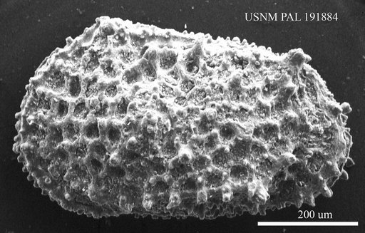 Genus indet. sp. indet.