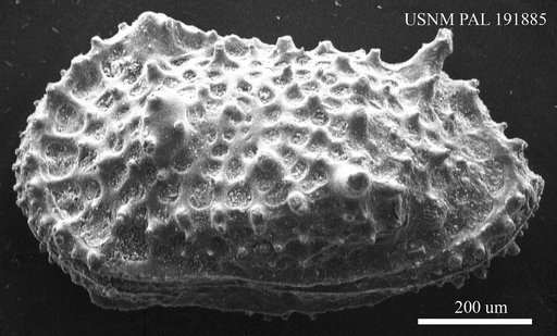 Genus indet. sp. indet.
