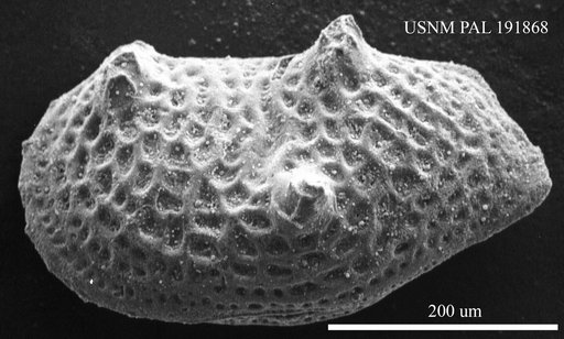 Genus indet. sp. indet.
