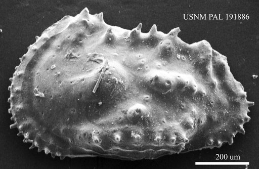 Genus indet. sp. indet.