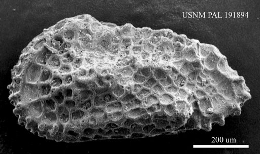 Genus indet. sp. indet.