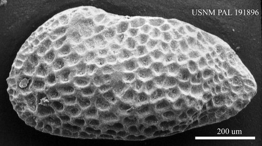 Genus indet. sp. indet.