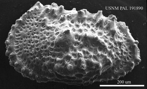 Genus indet. sp. indet.