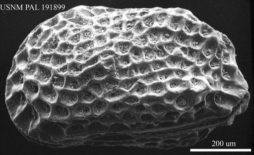 Genus indet. sp. indet.