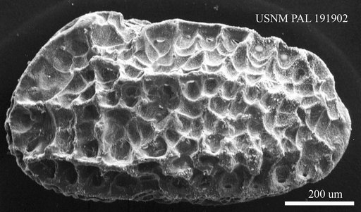 Genus indet. sp. indet.