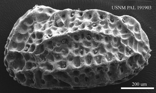 Genus indet. sp. indet.