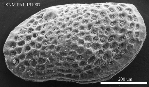 Genus indet. sp. indet.